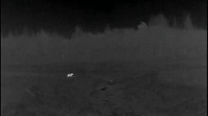 Охота на волка с помощью вабы.