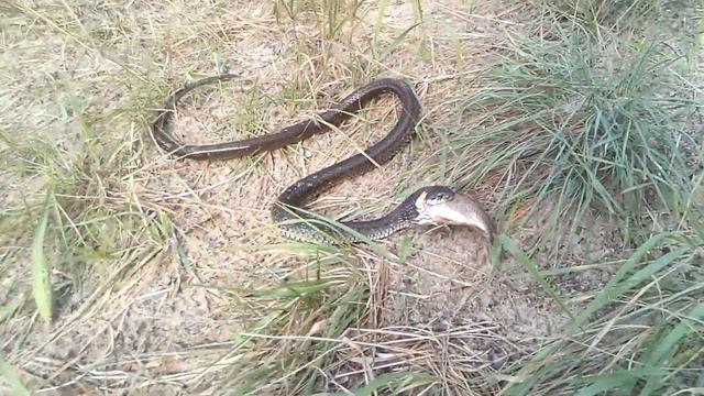 snake on the hunt. Озеро Гадюшник , Киев, Путятино. смотреть онлайн