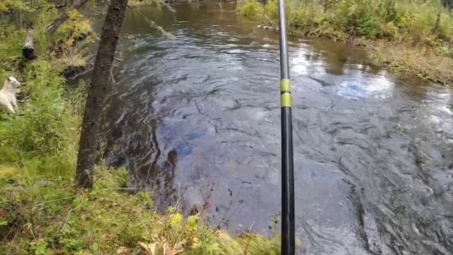 ЕДУ В ТАЙГУ -РЫБАЧИМ -ЕДИМ ЯГОДУ смотреть онлайн