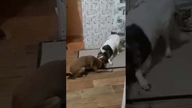 Тоша - метис тоя и шпица в дар! Иркутск. Февраль 2021. смотреть онлайн