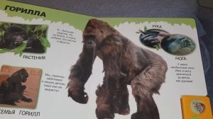 Про полосатого тигра и не только говорящая энциклопедия для малышей