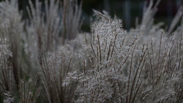 footage + nature + Miscanthus giganteus смотреть онлайн