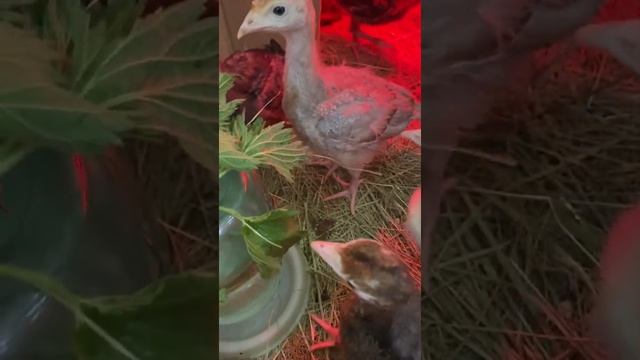 Выращивание индюшат тяжелого кросса смотреть онлайн