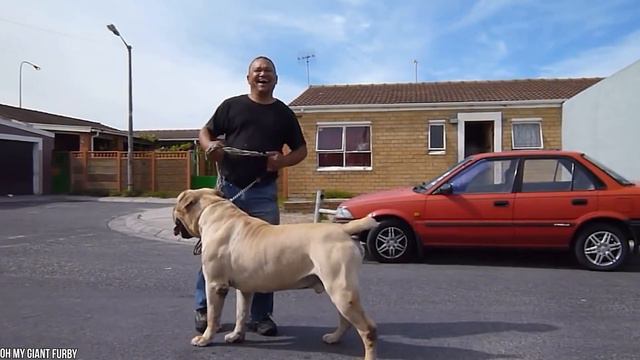 12 Most Fearless Dog Breeds In The World смотреть онлайн