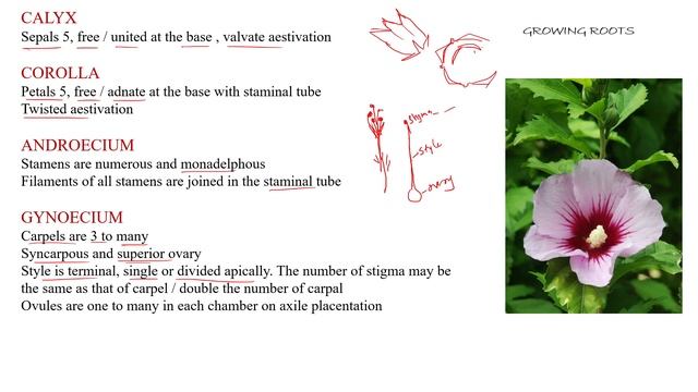 Family : MALVACEAE | Malayalam Explanation | Theory Section | Taxonomy BSc Botany & Zoology Plants
