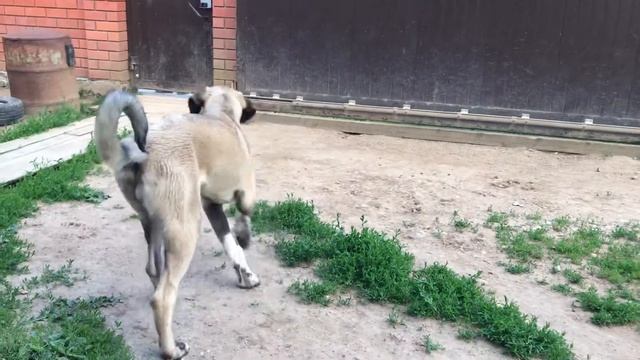 Щенки Кангала. Питомник «АНТАЛКАЯ». смотреть онлайн