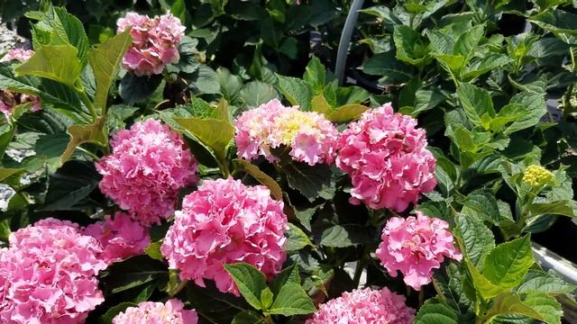 Hydrangea Spike смотреть онлайн