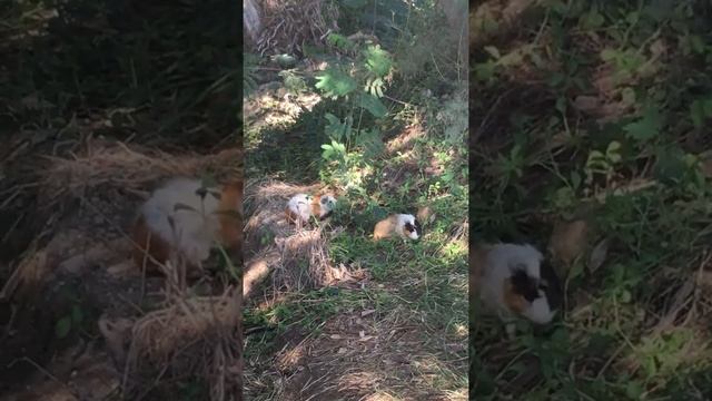 Морские свинки в живой природе смотреть онлайн