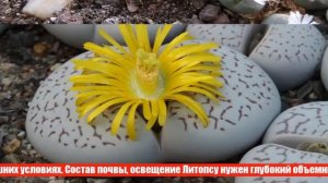 Литопс (Живой камень): как вырастить экзотическую культуру в домашних условиях