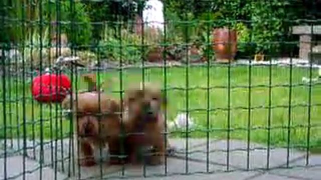 norfolk terrier puppies смотреть онлайн