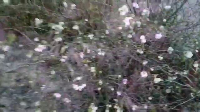 ЦВЕТЫ В НОЯБРЕ! Прогулка по саду смотреть онлайн