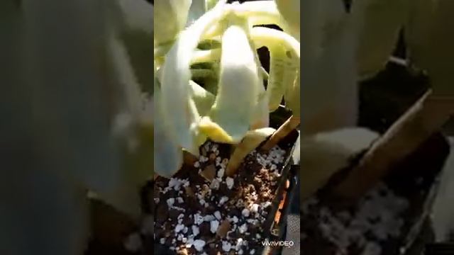 Rozmnazanie sukulentow #sukulenty #rozmnazaniesukulentow #eszeweria #echeveria #rozmnazanieeszeweri смотреть онлайн