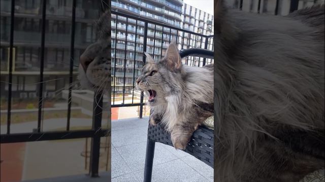 ekekekkekkek compilation - Best Cat Chirping Chattering of July 2023 смотреть онлайн