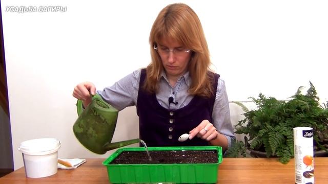 Календула. Рассада.