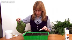 Календула. Рассада.