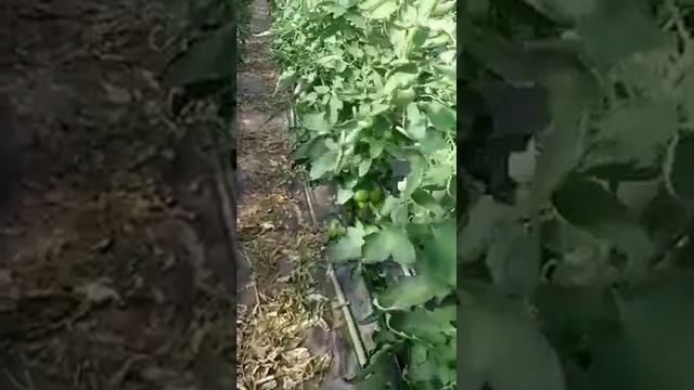 papilon f1 Новый индетерминантный гибрид розового высокорослого томата mrt seeds смотреть онлайн