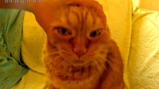 Обзор на перчатку для вычесывания рыжего кота смотреть онлайн