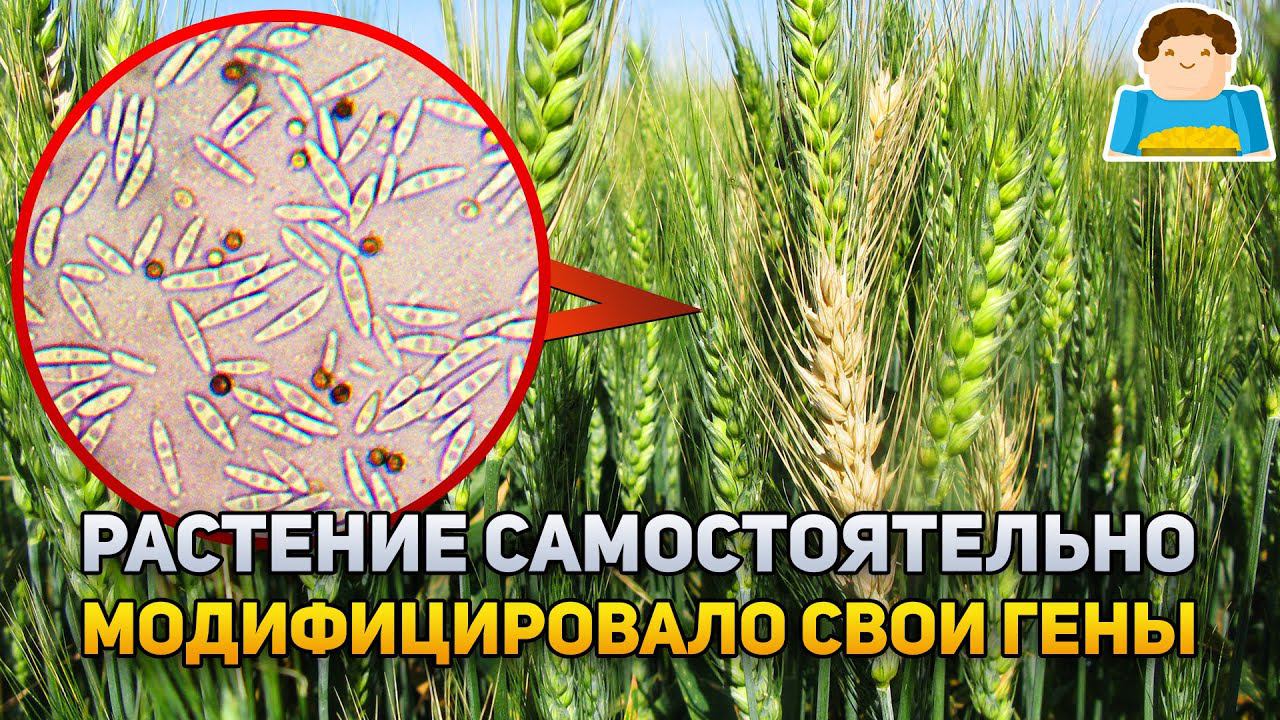 Растение, самостоятельно получившее генетическую модификацию | Plushkin смотреть онлайн
