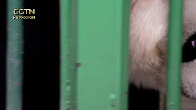 Юбилей панды смотреть онлайн