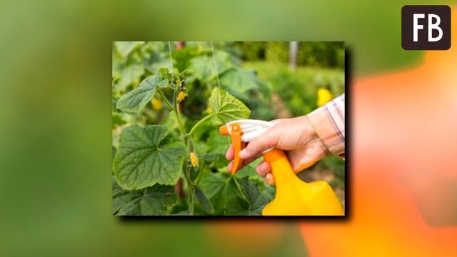 Что дает пищевая сода при выращивании огурцов смотреть онлайн