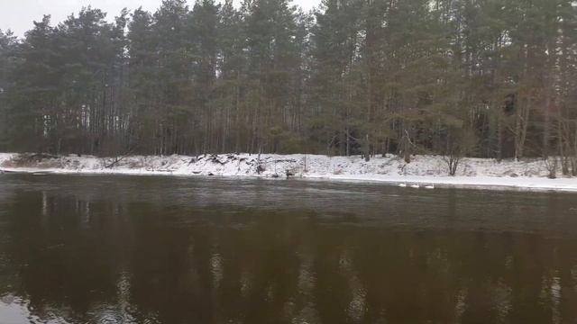 Вот это встреча. С кем можно встретиться в лесу? Прогулка по дачному лесу вдоль любимой речки. смотреть онлайн