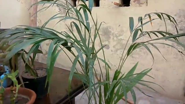 Top indoor plant for your home || benifit of indoor plant смотреть онлайн