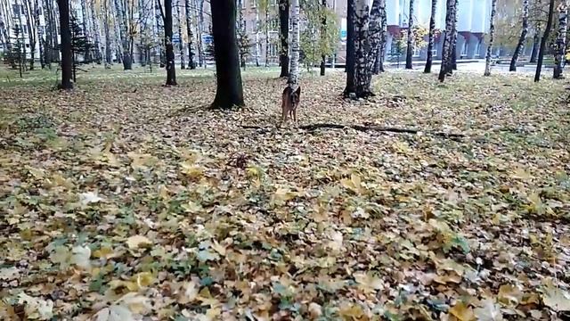 Заяц в осеннем лесу смотреть онлайн