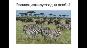 Популяция   единица эволюции