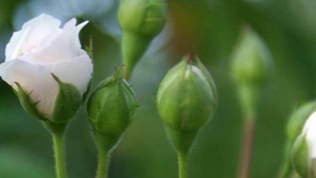 Футажи Footage Футаж, фон для видео смотреть онлайн