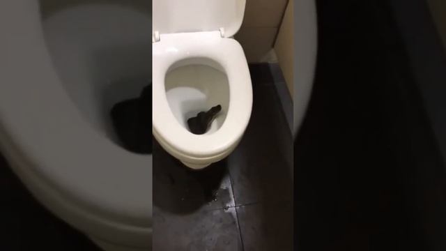 Как вам Балийские гости ? ??? #video #snack #змея смотреть онлайн