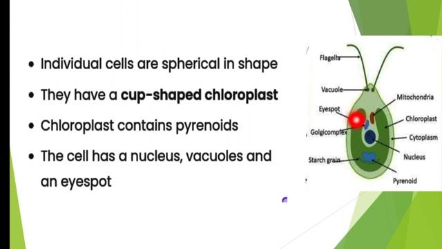 Volvox #Lesson10#Class9#Biology#Introduction To Biology.