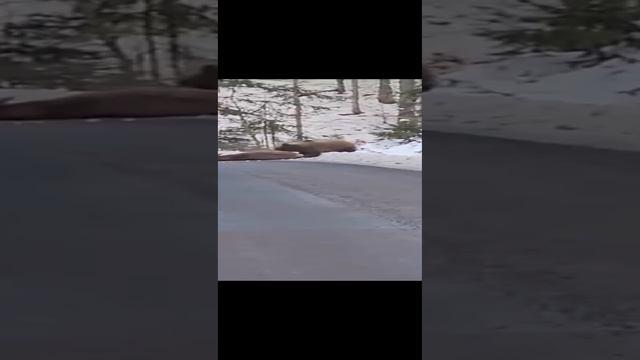 Медведь впоймал оленя смотреть онлайн