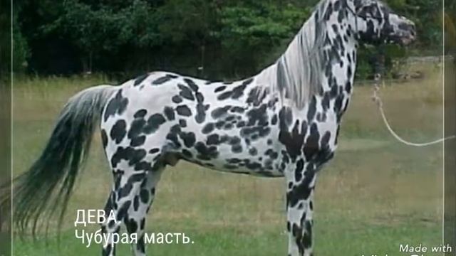 ГОРОСКОП МАСТЕЙ ЛОШАДЕЙ. смотреть онлайн