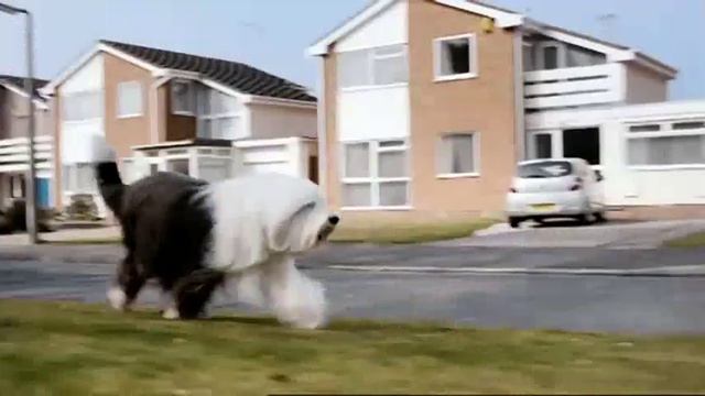 The New Dulux Dog TV Advert Apr. 2011 смотреть онлайн