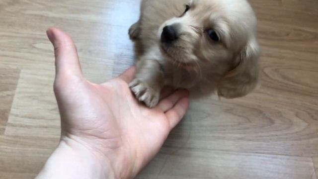 КАК МЫ КУПИЛИ СОБАКУ В КОРЕЕ смотреть онлайн