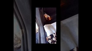 Замена лампочки в заднем фонаре Шкода Октавия А5 #шкода #шкодаоктавия #а5 #фонари #лампочки #октави