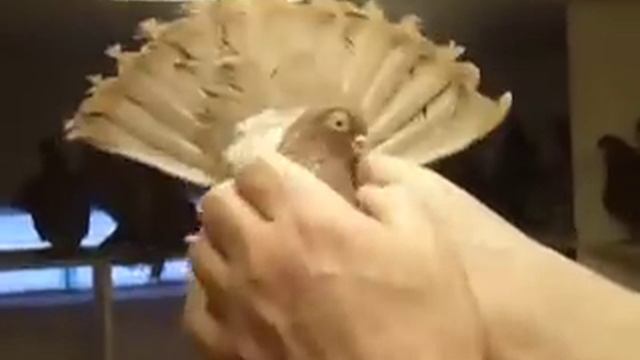 2. Статные голуби Александра 27.12.09 смотреть онлайн