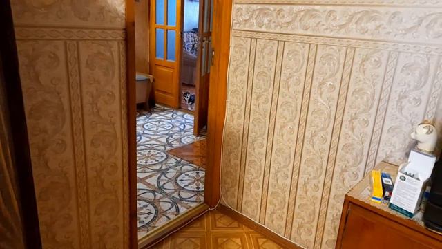Пулька боится, значит уважает!Чихуахуа Пулька, шотландская кошка Буня и шиншилла Боцман. 15.04.2022 смотреть онлайн