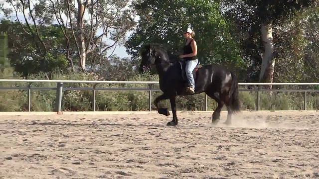 VIKING (HD) Black Friesian Horse - School Work смотреть онлайн