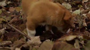 Вкусный Десерт  Губинская пахлава Азербайджанская Кухня Деревенская Кухня Рецепты