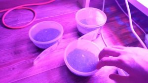 Кустарники из семян. Начало первой попытки (Кизильник, Пузыреплодник, Арония)