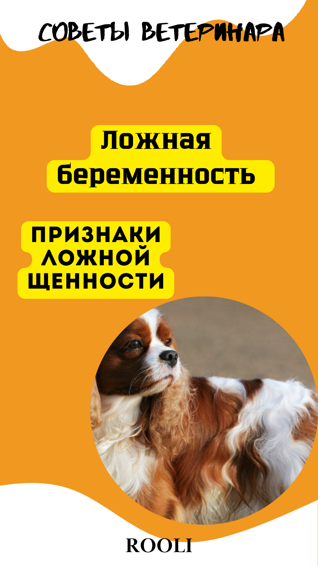 Ложная беременность у собаки. Симптомы, причины, лечение ложной беременности у собаки. смотреть онлайн