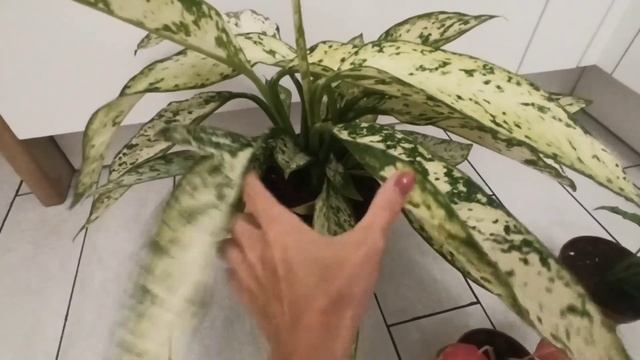 Распаковка растений из Голландии: диффенбахия Везувий, синг Моттлед, аглаонемы Супер вайт, Фламинго смотреть онлайн