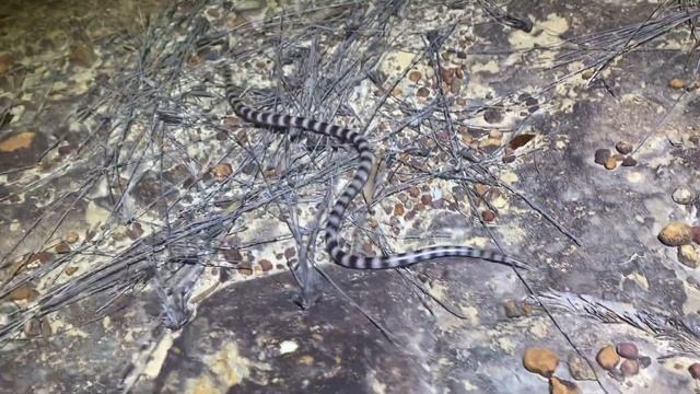 Herping Cape York (Part 1) смотреть онлайн