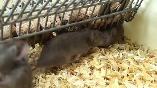 "живой интеллект" /видео для внутреннего пользования, публичное размещение запрещено/ смотреть онлайн