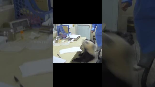 How did the panda become an endangered species смотреть онлайн