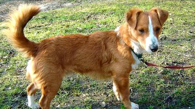 Алопекис порода собак смотреть онлайн