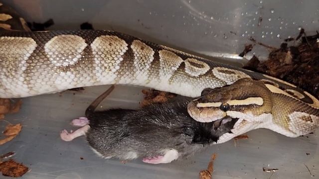 Huge Python Squeezes Rat Lifeless / Warning Live Feeding смотреть онлайн