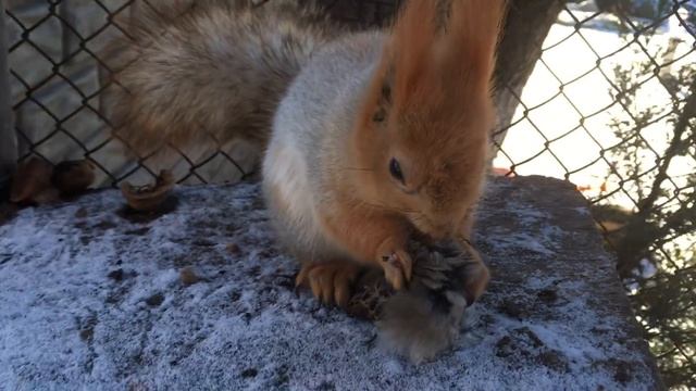 Белка ест воробья смотреть онлайн