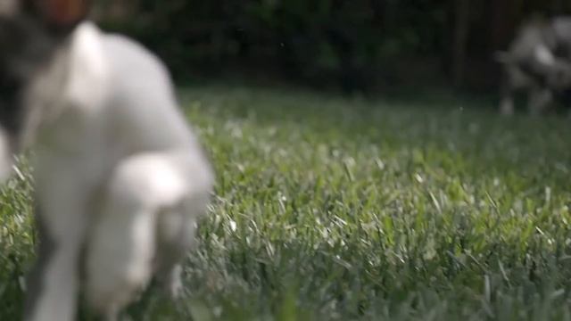 ALL ABOUT WHIPPETS: SWEET AND SLEEK SIGHTHOUND смотреть онлайн